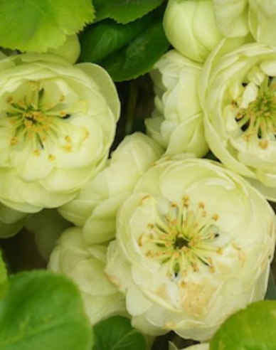 Chaenomeles speciosa ´Kinshiden´