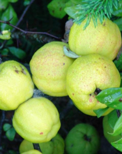 Chaenomeles speciosa ´Kinshiden´
