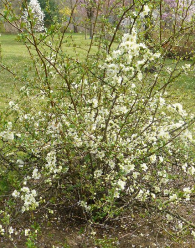 Chaenomeles speciosa ´Kinshiden´