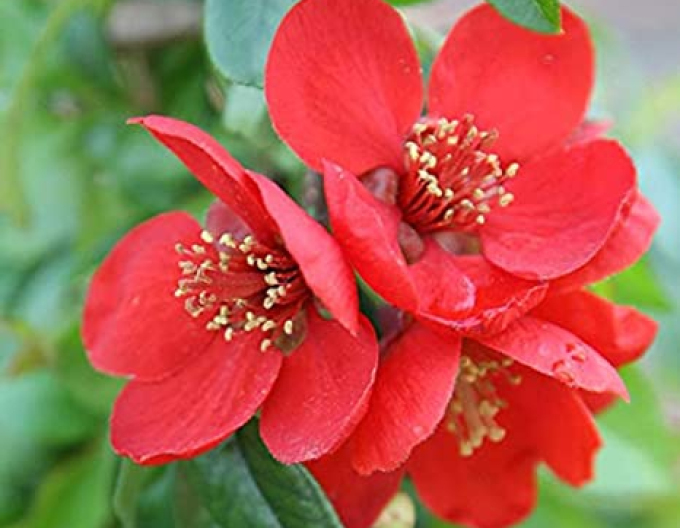 Gutui ´Crimson and Gold´