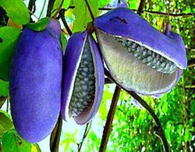 Akebia triplu