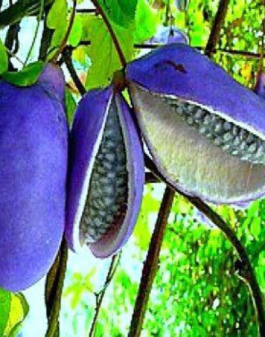 Akebia trifoliată