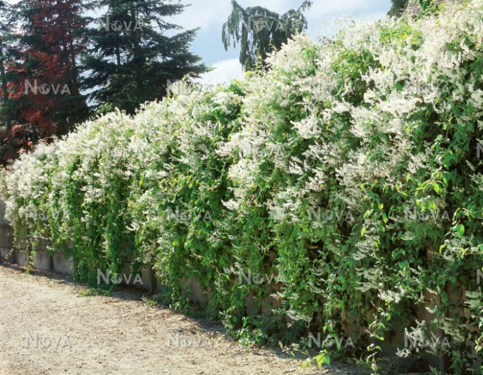 Fallopia Buckwheat