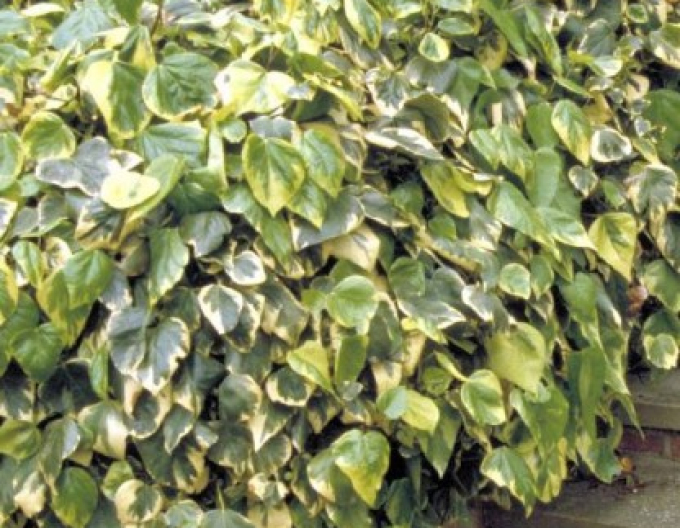 Iederă caucaziană ´Dentata Variegata´