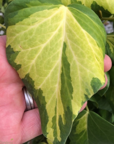 Iederă caucaziană Sulphur Heart