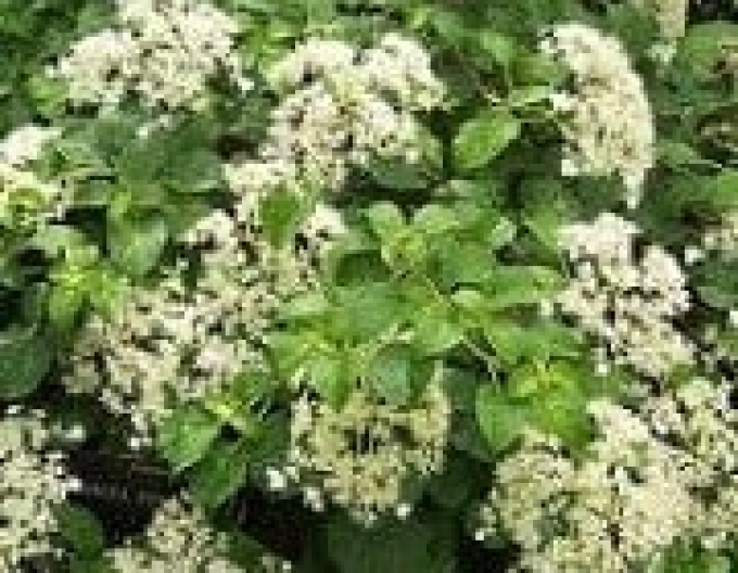 Hortensia cățărătoare Mirranda
