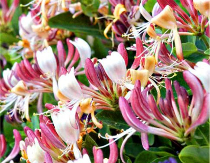 Caprifoi´INGA´