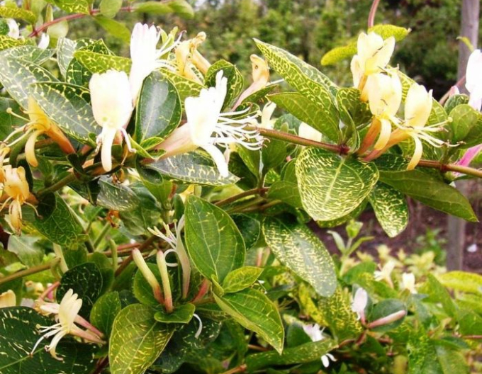 Caprifoi- japonez ´Aureoreticulata ´