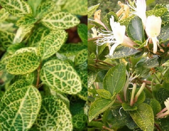 Caprifoi- japonez ´Aureoreticulata ´