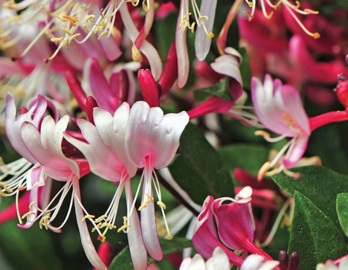 Caprifoi "FRAGRANT CLOUD