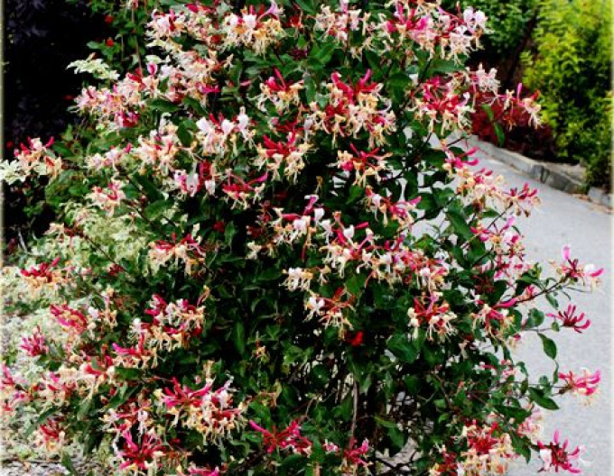 Caprifoi "FRAGRANT CLOUD