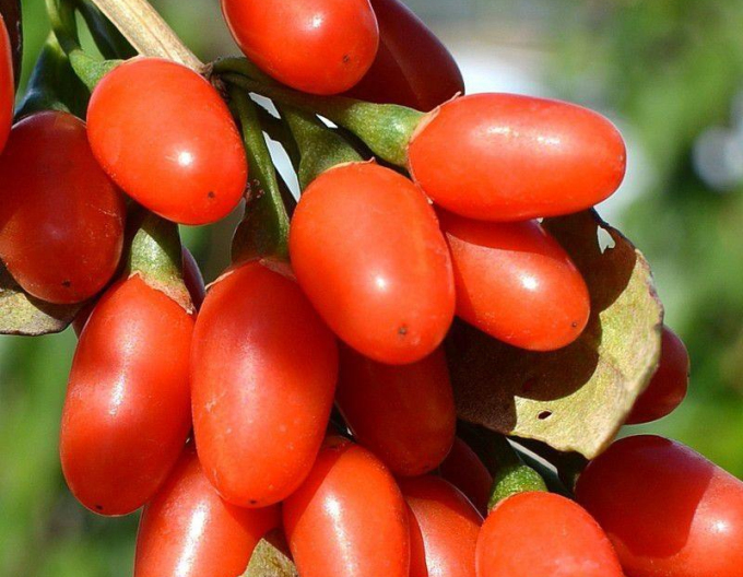 Planta chinezească de goji New Big