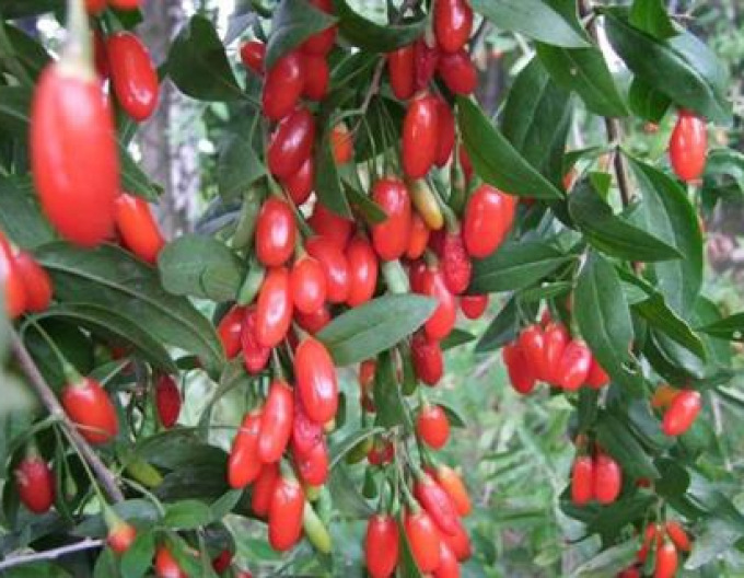 Planta chinezească de goji New Big