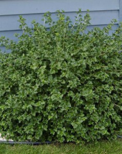 Coacăz alpin "Green Mond