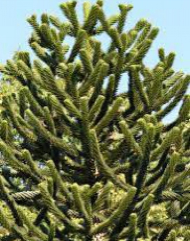 Araucaria 40/50cm