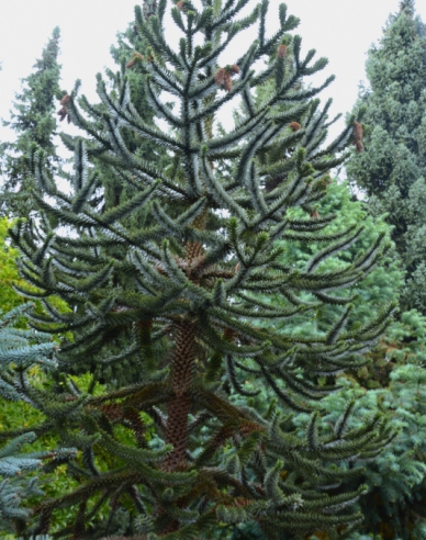 Araucaria 40/50cm