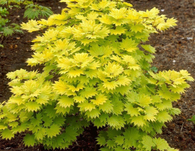 Arțar shirasawanum Aureum
