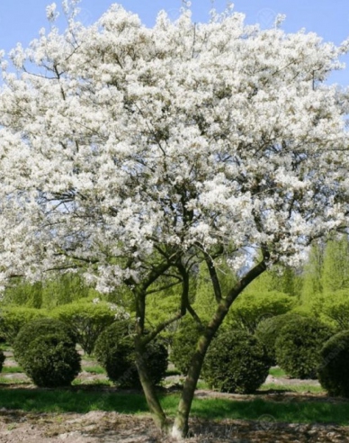 Amelanchier lamarckii 100/125cm