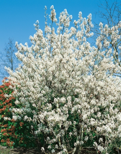 Amelanchier lamarckii 100/125cm