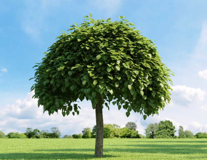 Catalpa ´Nana´