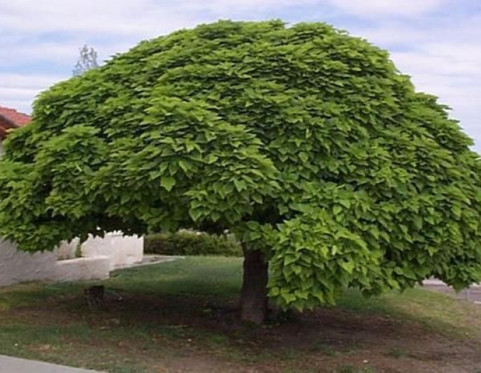 Catalpa ´Nana´