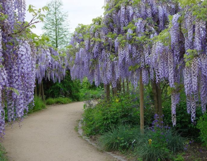 Wisteria chineză