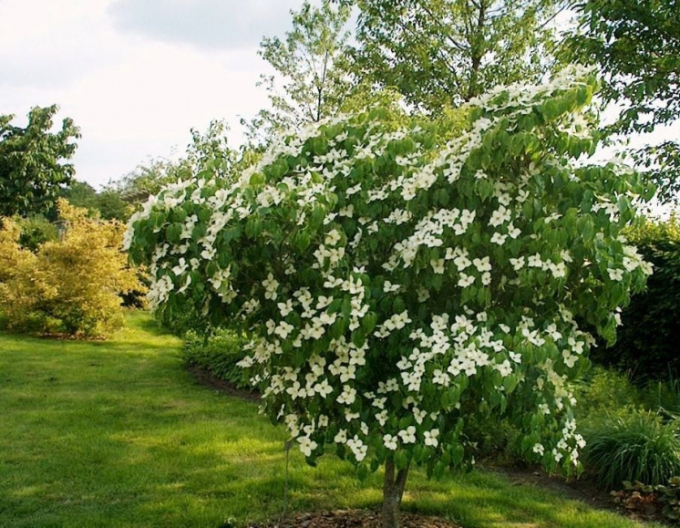 Cornus cousa China Girl (Cornus cousa China Girl)