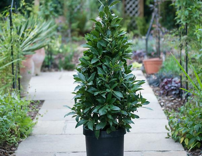 Frunză de dafin - Laurus nobilis