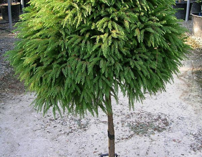 Cryptomeria japonica ´Elegans ´ pe o tulpină