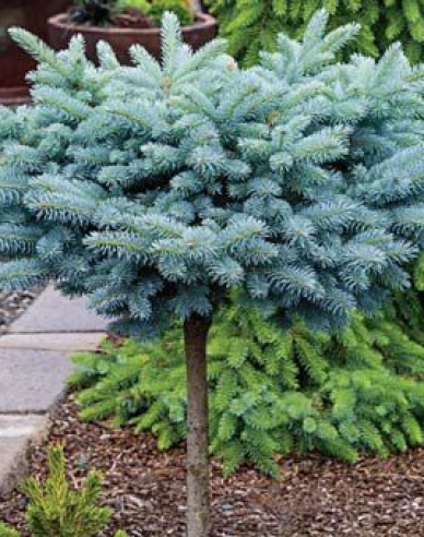 Molid "Glauca Globosa" pe tulpină