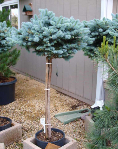Molid "Glauca Globosa" pe tulpină