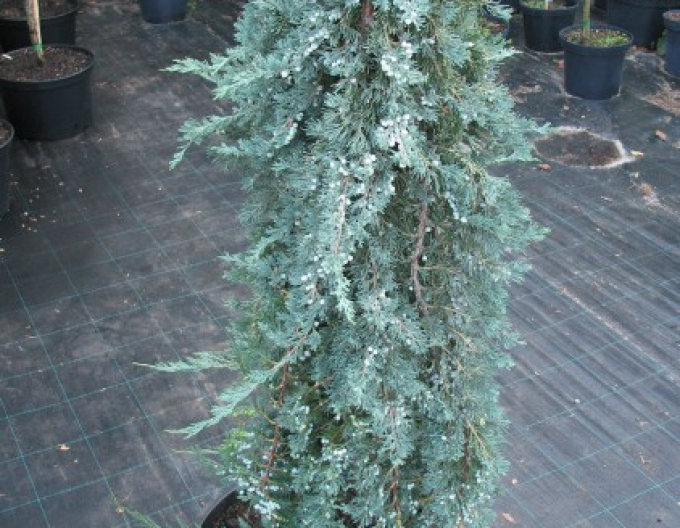 Ienupăr Wiltonii