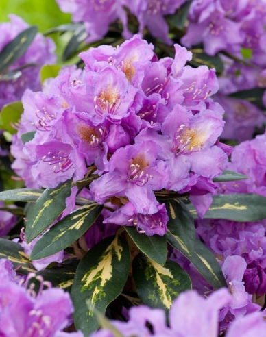 Rhododendron ´Goldflimmer´