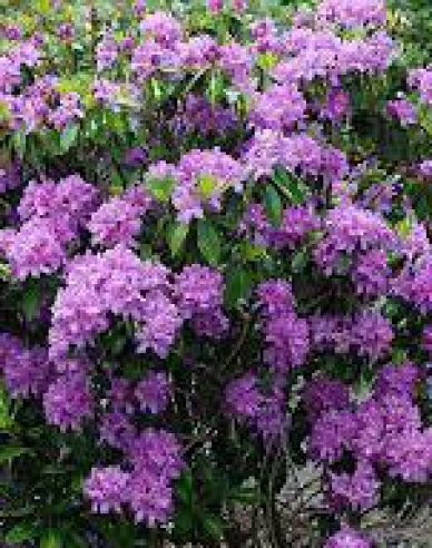 Rhododendron ´Goldflimmer´