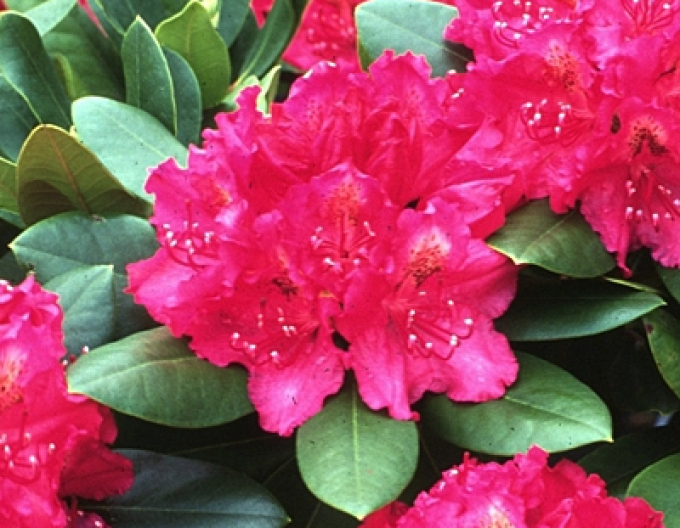 Rhododendron ´Percy´s American Beauty´