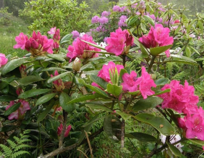 Rhododendron ´Percy´s American Beauty´