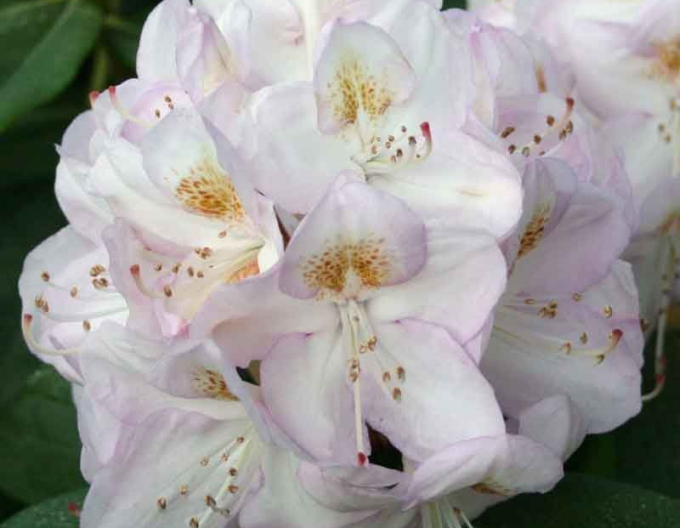 Rhododendron Gomer Waterer