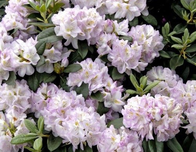 Rhododendron Gomer Waterer