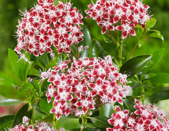 Kalmia cu frunze late ´Galaxy´