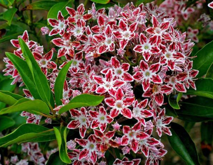 Kalmia cu frunze late ´Galaxy´