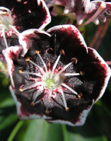 Kalmia broadleaf ´Mitternacht´