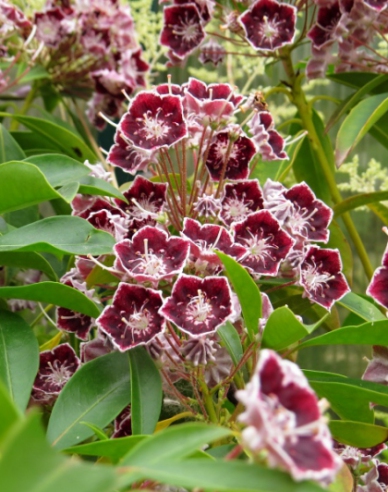 Kalmia broadleaf ´Mitternacht´