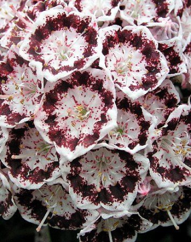 Kalmia broadleaf ´Nani´