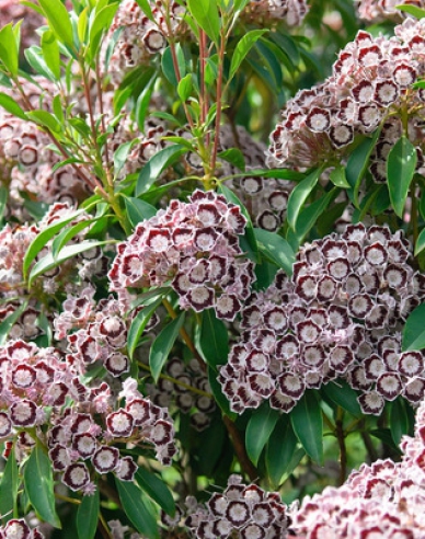 Kalmia broadleaf ´Nani´