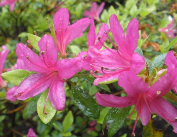 Azalea japoneza Hatsugiri