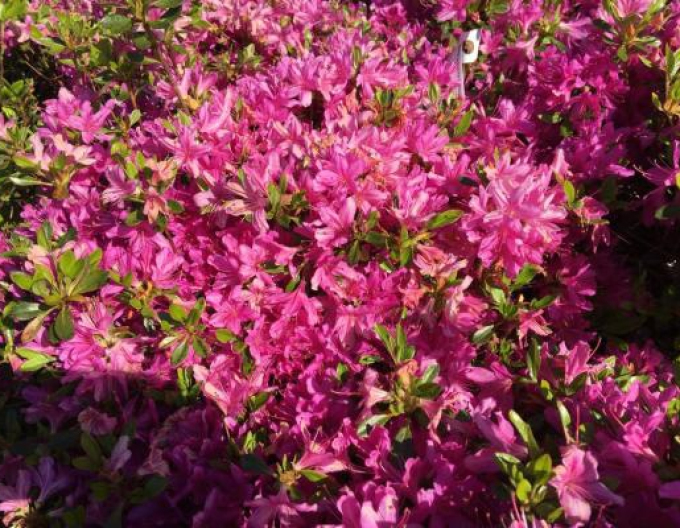 Azalea japoneza Hatsugiri