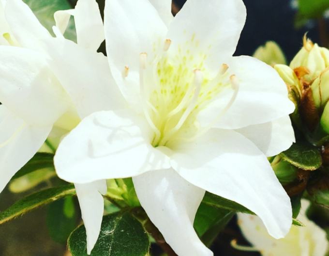 Azalea japoneza Fago no Fugi