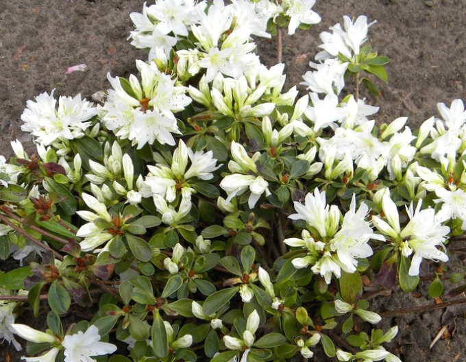 Azalea japoneza Fago no Fugi