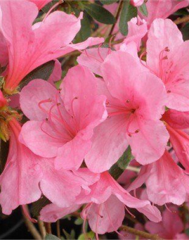 Azalea japoneza Van Hecke
