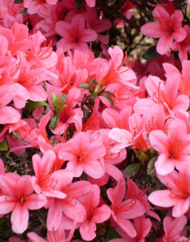 Azalea japoneza Van Hecke